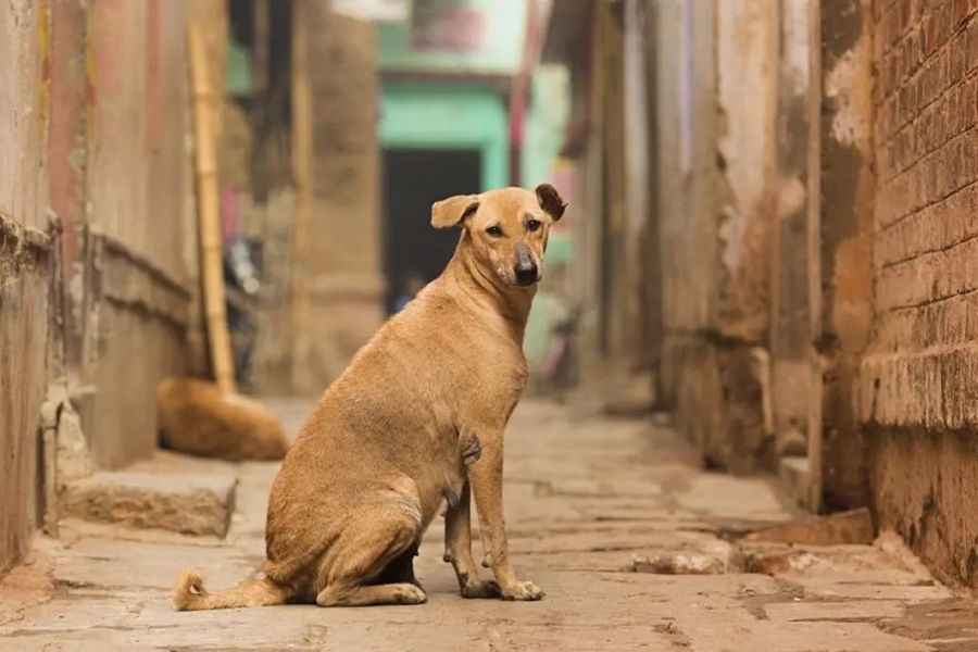 Addressing the Plight of Stray Pets in India: A Call for Policy Reform and Compassionate Care